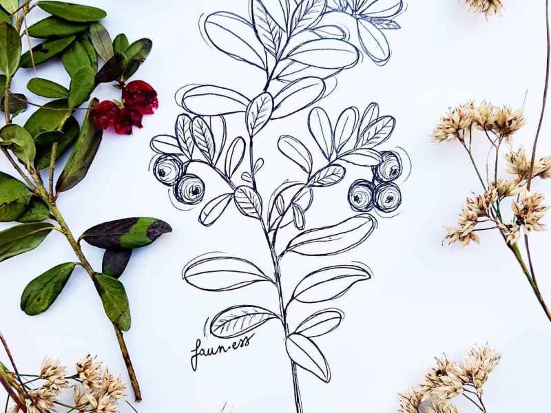 Vaccinium vitis-idaea